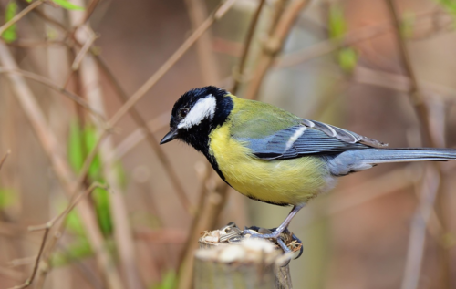 Et si je plantais des haies vives cet automne ?